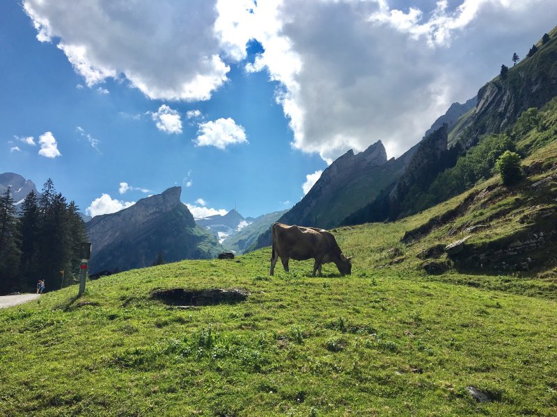 Prosperity Engine: cow eating on mountain hillside