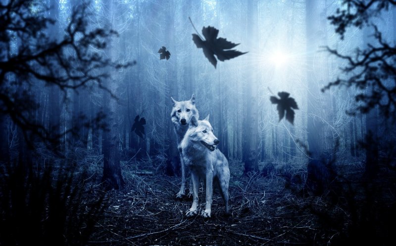 Prosperity Engine: 2 wolves in a dark forest